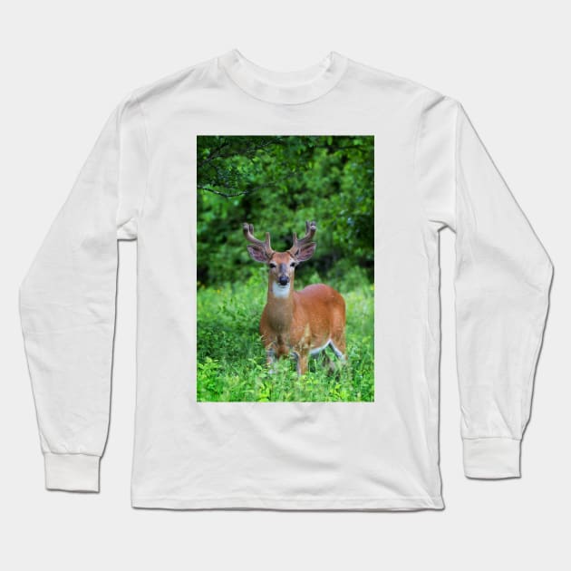 Spring Buck - White-tailed deer Long Sleeve T-Shirt by Jim Cumming